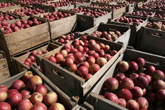 Caisses de bois remplies de pommes rouges dans un verger de l'île d'Orléans