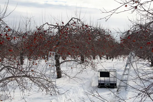 Pommes gelées restées sur les arbres d'un verger enneigé, pour le cidre de glace