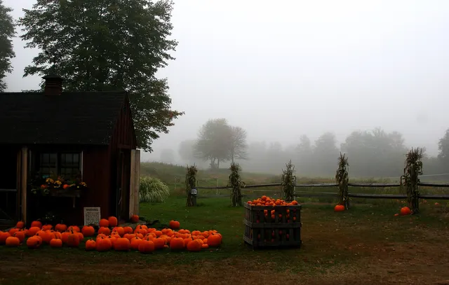 Kiosque de ferme et citrouilles dans la brume d'automne