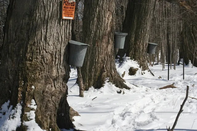 Chaudières à eau d'érable accrochées aux érables dans un boisé enneigé
