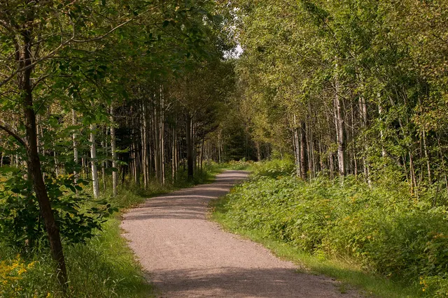 Sentier de gravier qui longe un boisé de bouleaux et de pins