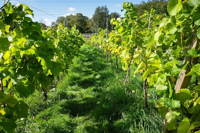 Rangs de vigne chargés de raisins verts au moment des vendanges