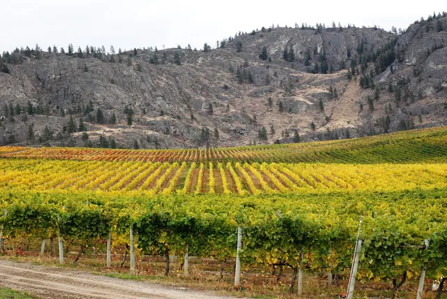 Vignoble aux feuilles dorées au pied d'une colline en automne