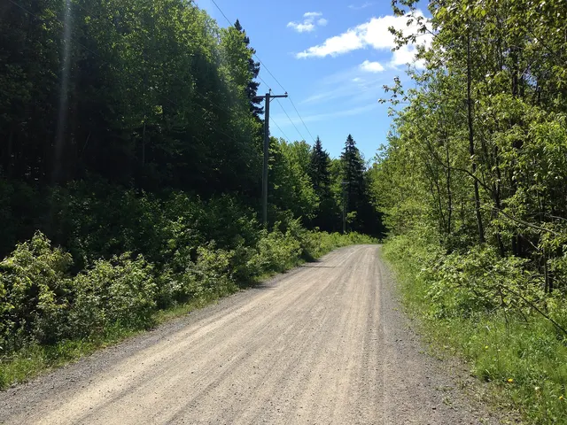 Chemin de gravier qui traverse la forêt mixte, en été