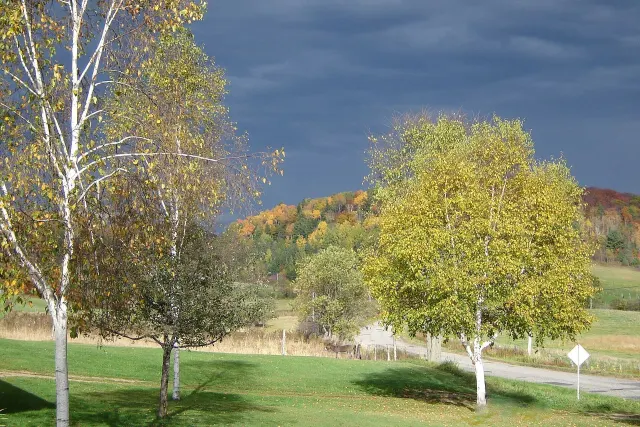 Bouleaux aux feuilles jaunes devant des collines colorées sous un ciel d'orage à Chénéville