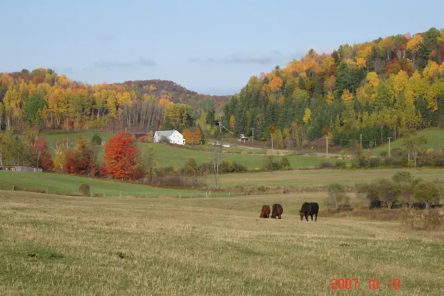 Vaches dans un pré devant une ferme et des collines aux couleurs d'automne