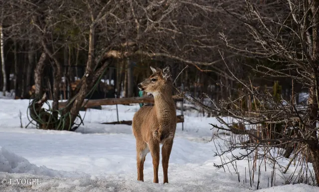 Jeune cerf de Virginie debout dans la neige à l'orée d'un bois à Duhamel
