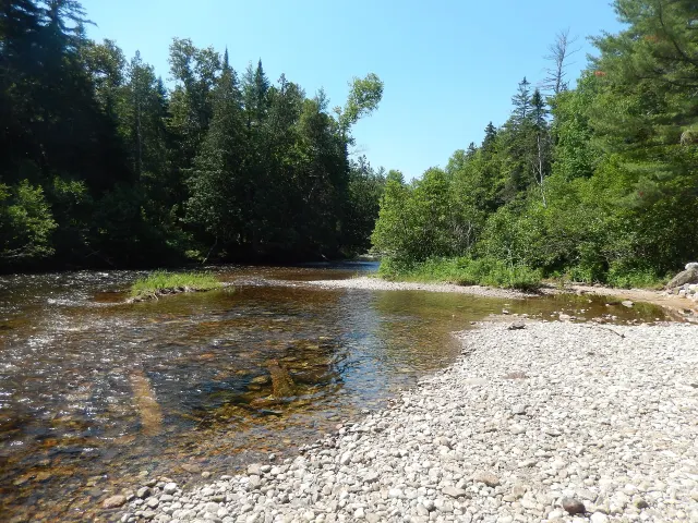 Rivière de la Petite Nation à Duhamel, eau claire sur galets entre les conifères