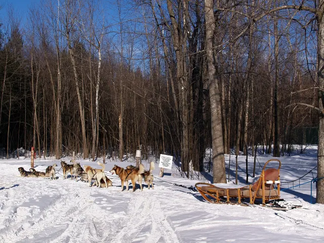 Attelage de chiens de traîneau au repos dans une forêt enneigée