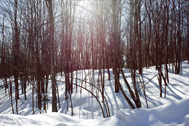Jeunes arbres dénudés et neige profonde dans une forêt ensoleillée