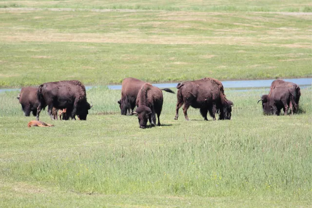 Troupeau de bisons qui broutent dans une prairie au Parc Oméga