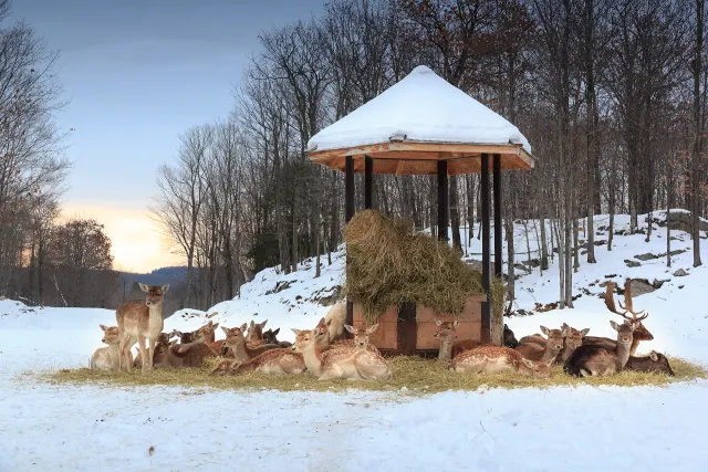 Cerfs regroupés autour d'une mangeoire couverte de neige au Parc Oméga