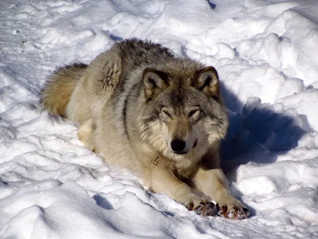 Loup gris couché dans la neige au Parc Oméga