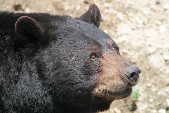 Gros plan de la tête d'un ours noir au Parc Oméga