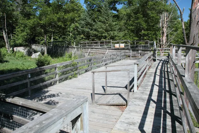 Passerelle de bois au-dessus des enclos dans la forêt du Parc Oméga