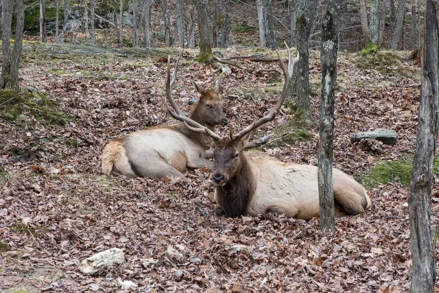 Deux wapitis couchés dans les feuilles mortes en forêt au Parc Oméga
