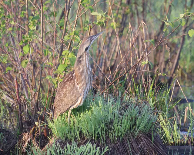 Butor d'Amérique camouflé parmi les tiges du marais