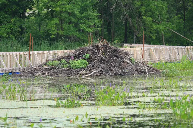 Hutte de castor dans le marais, devant une passerelle de bois au parc national de Plaisance