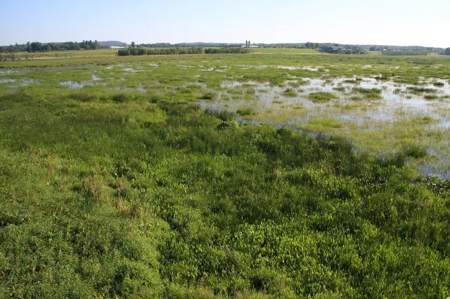 Le marais Perra au parc national de Plaisance, plantes aquatiques et eau peu profonde
