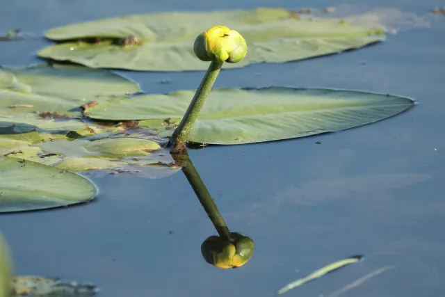 Bouton de nénuphar jaune et feuilles flottantes reflétés dans l'eau
