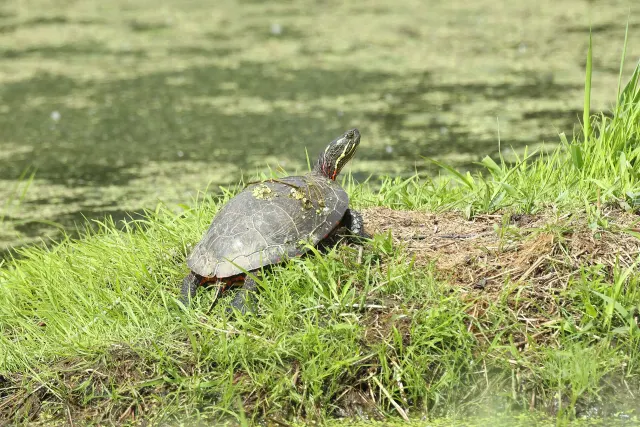 Tortue peinte sur une berge herbeuse au parc national de Plaisance